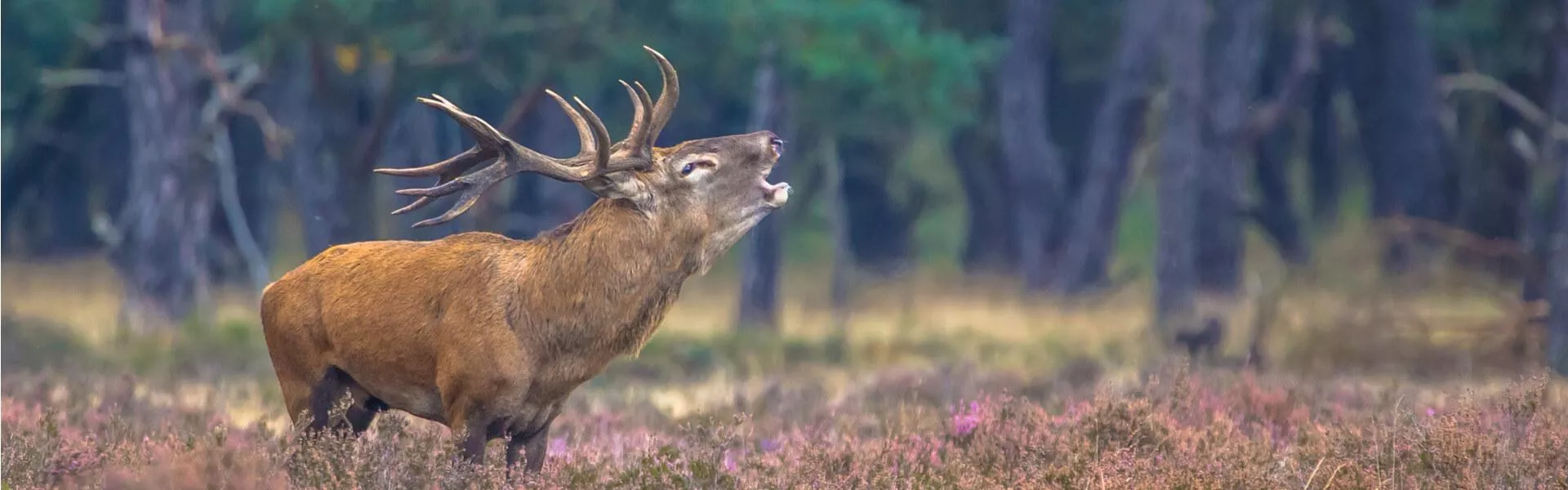 Vakantiehuizen Veluwe