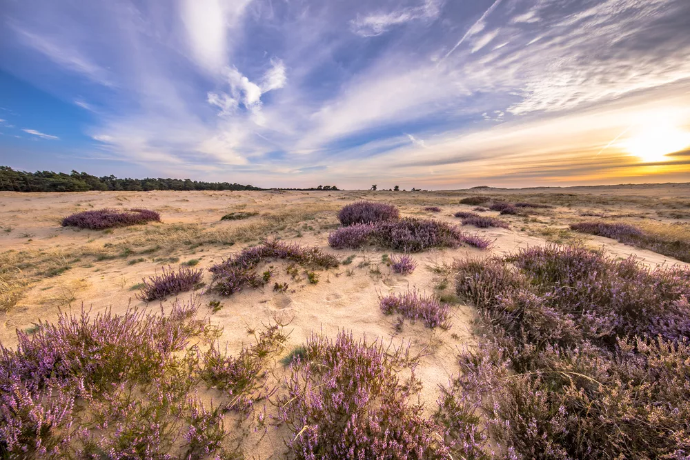 Wandelroute Gelderland Hoge Veluwe